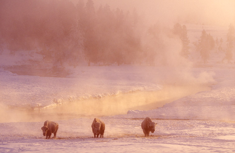 Bison (Bison bison) at dawn in winter. Upper Geyser Basin, Yellowstone National Park, Wyoming, USA. February. 